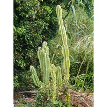 cereus hildmannianus k. schum.