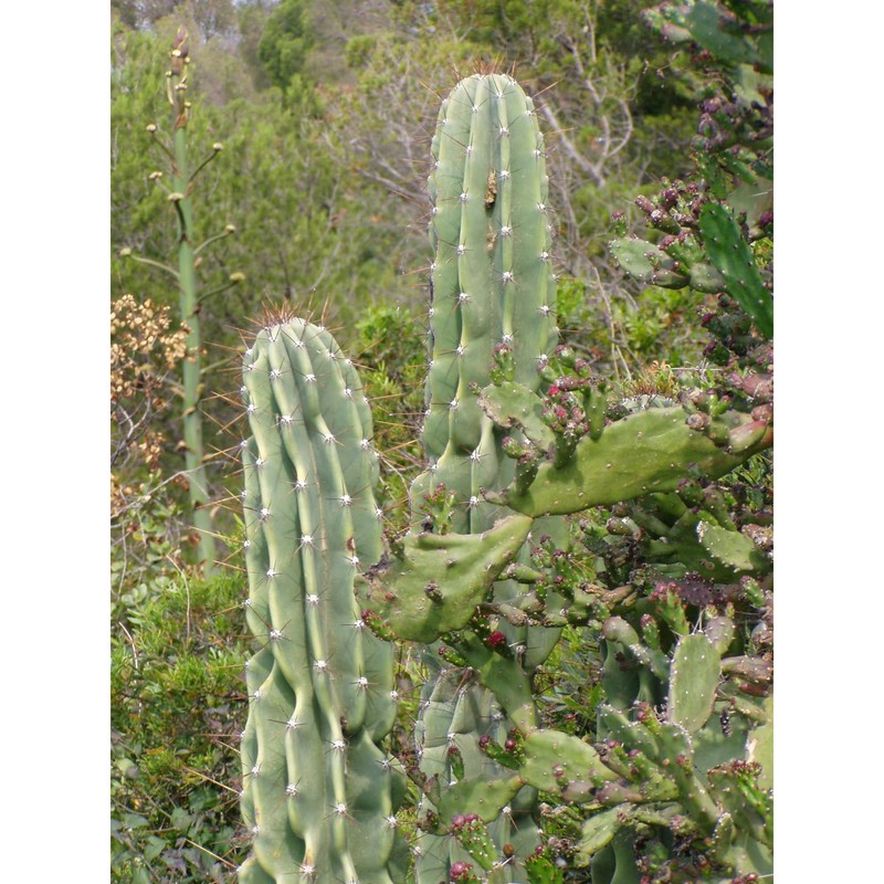 cereus hildmannianus k. schum.