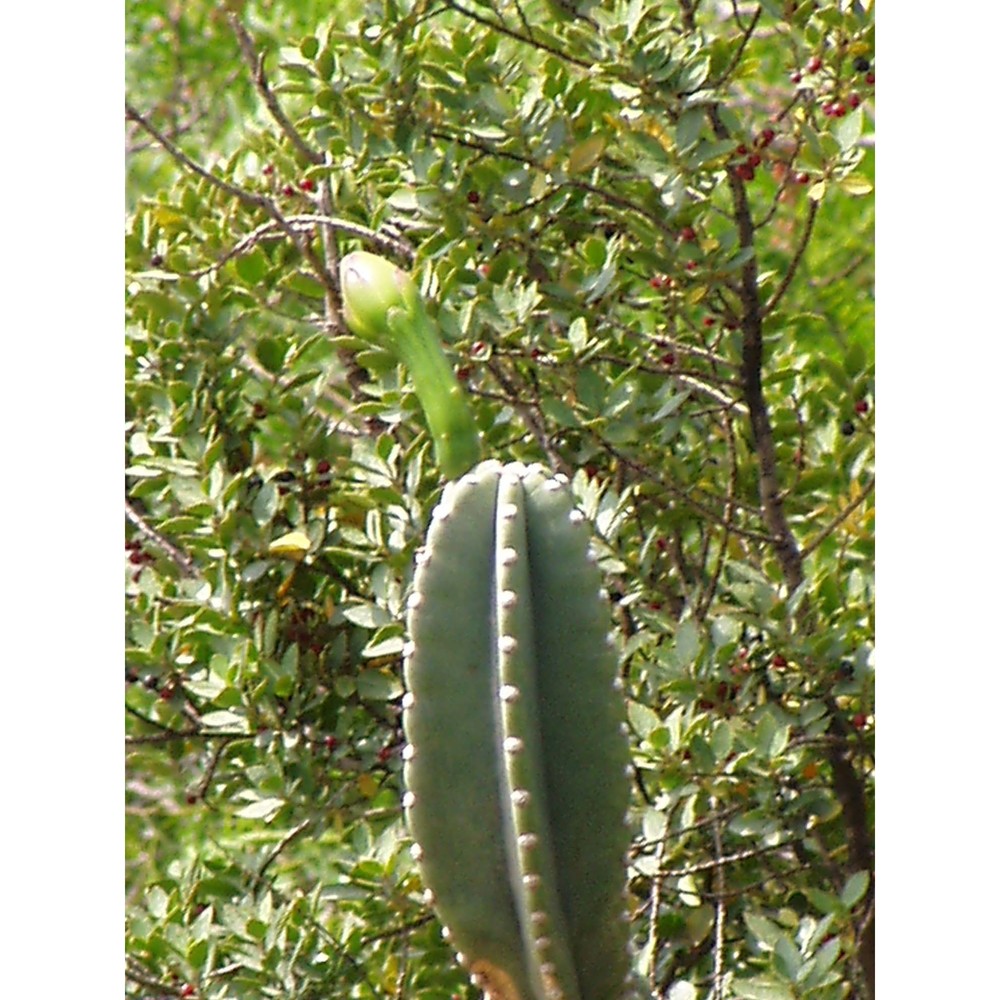 cereus hildmannianus k. schum.