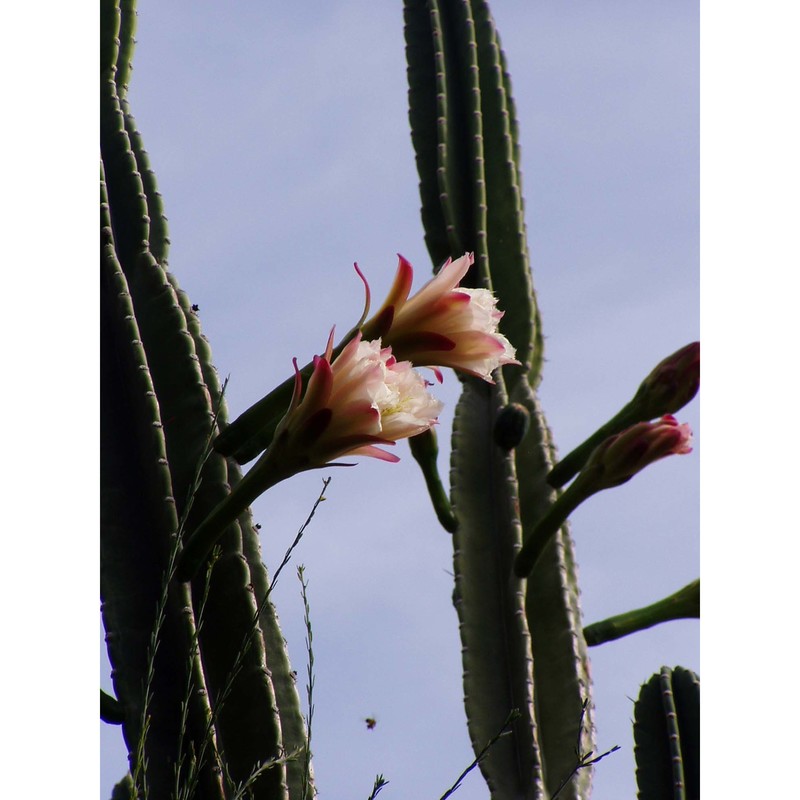 cereus hildmannianus k. schum.