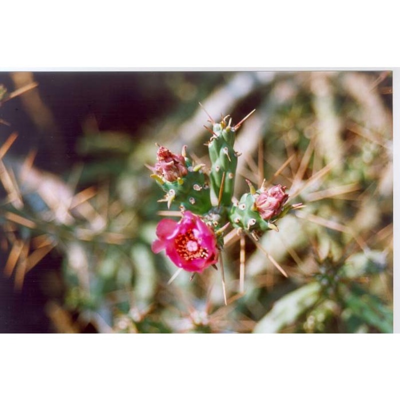 cylindropuntia kleiniae (dc.) f. m. knuth