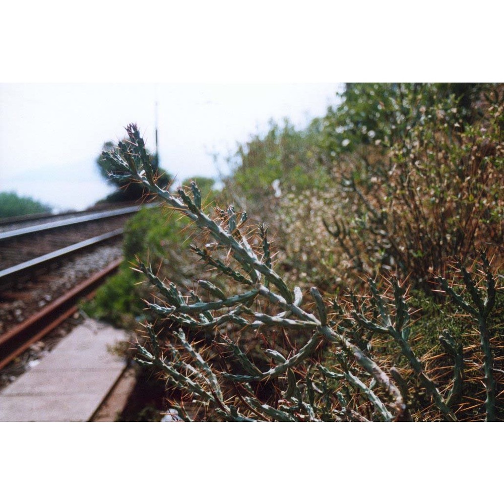 cylindropuntia kleiniae (dc.) f. m. knuth