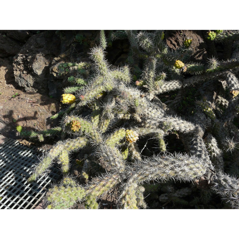 cylindropuntia spinosior (engelm.) f. m. knuth