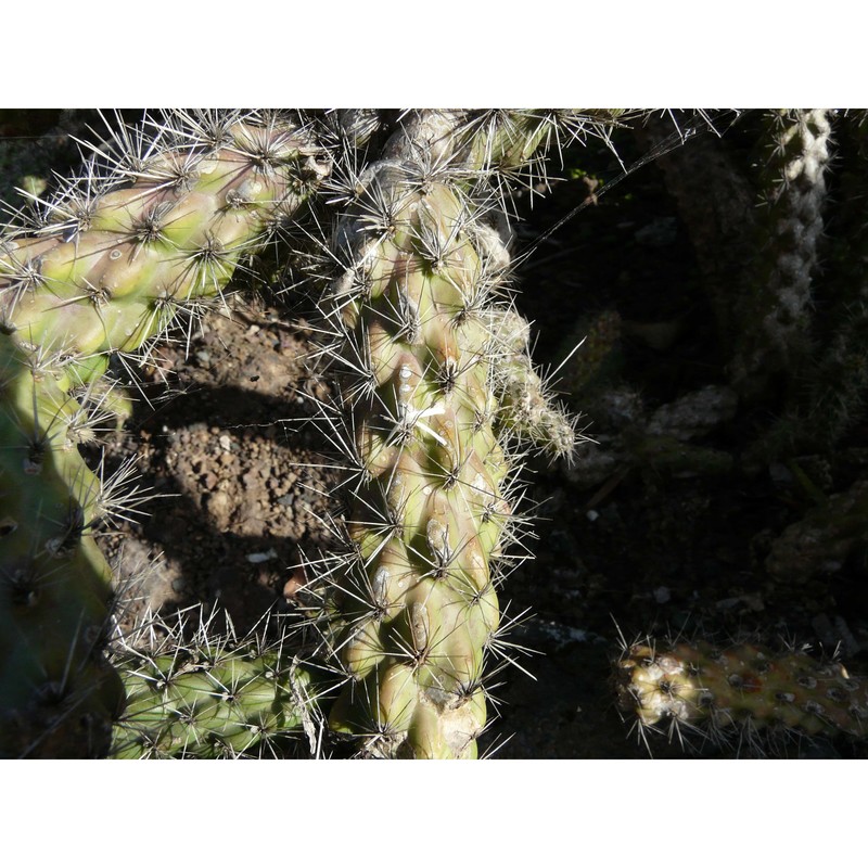 cylindropuntia spinosior (engelm.) f. m. knuth