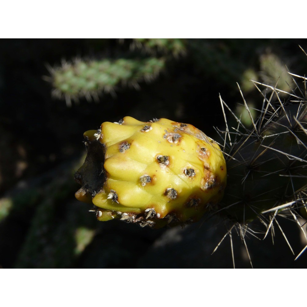 cylindropuntia spinosior (engelm.) f. m. knuth