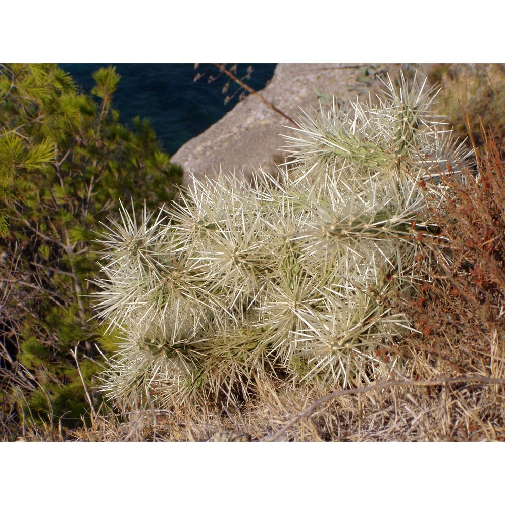 cylindropuntia tunicata (lehm.) f. m. knuth