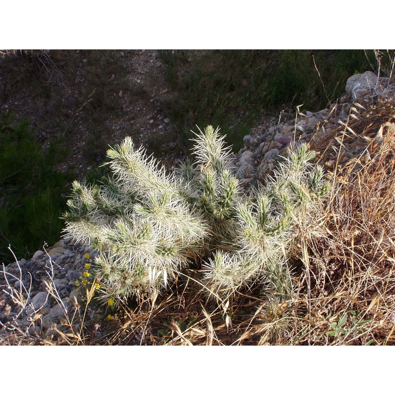 cylindropuntia tunicata (lehm.) f. m. knuth