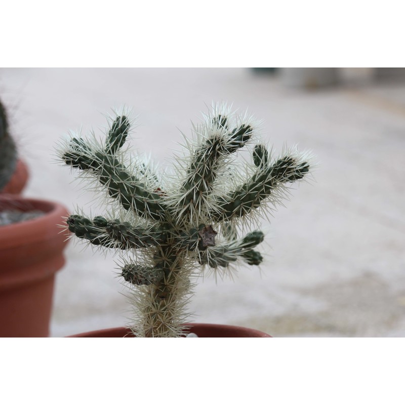 cylindropuntia tunicata (lehm.) f. m. knuth