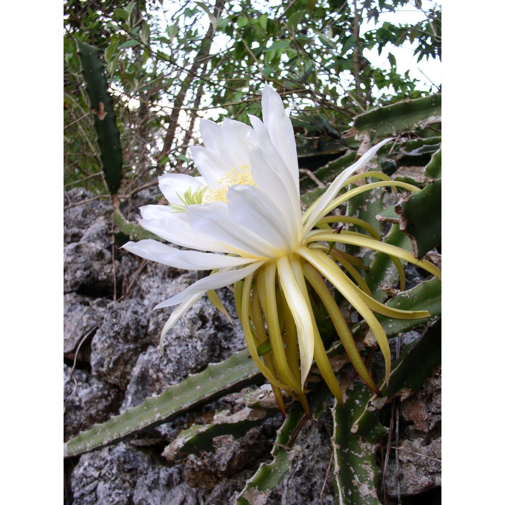 hylocereus triangularis (l.) britton et rose