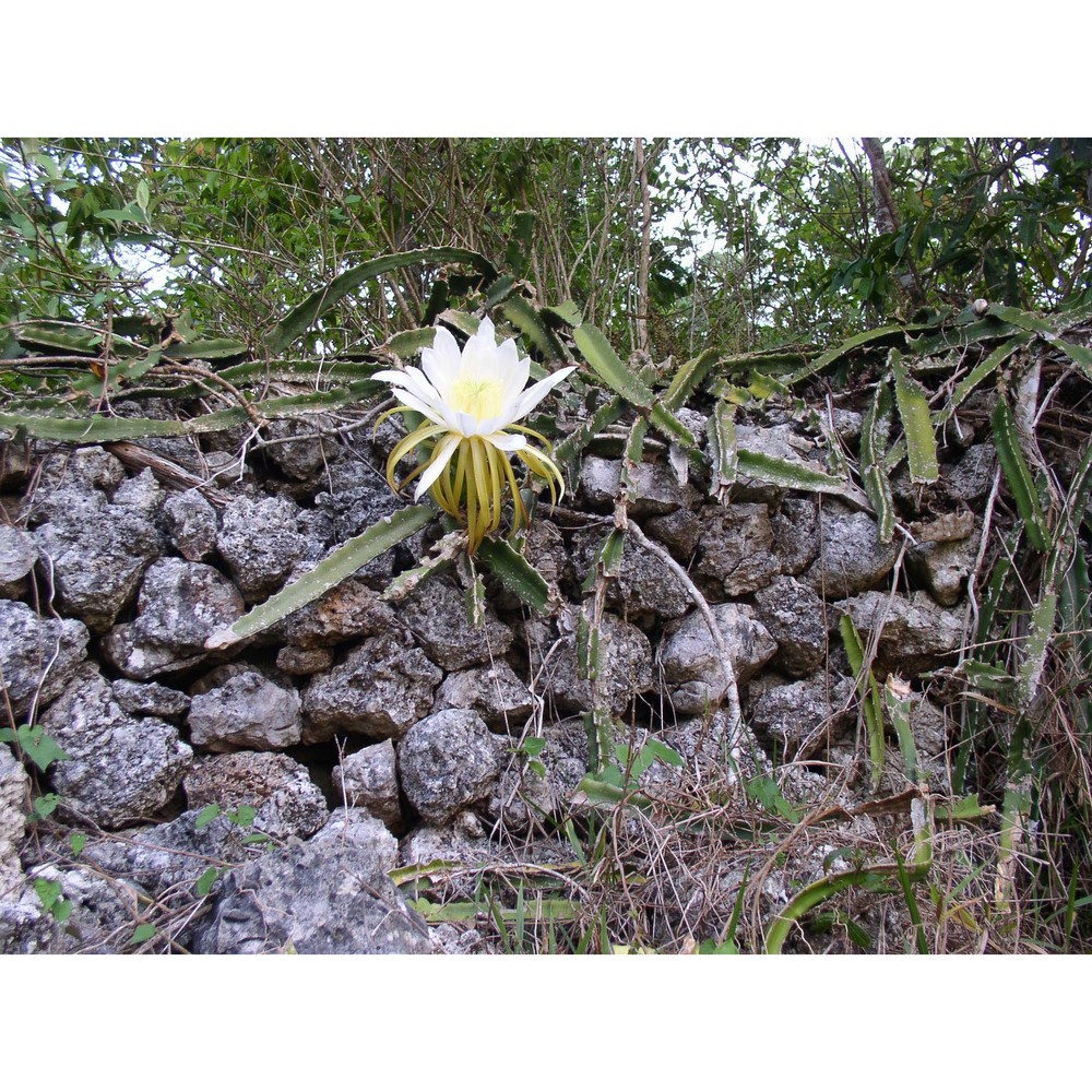 hylocereus triangularis (l.) britton et rose