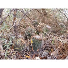 mammillaria bocasana poselg.