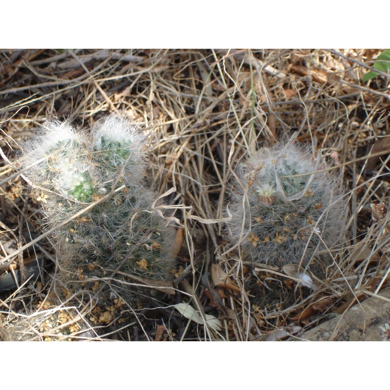 mammillaria bocasana poselg.