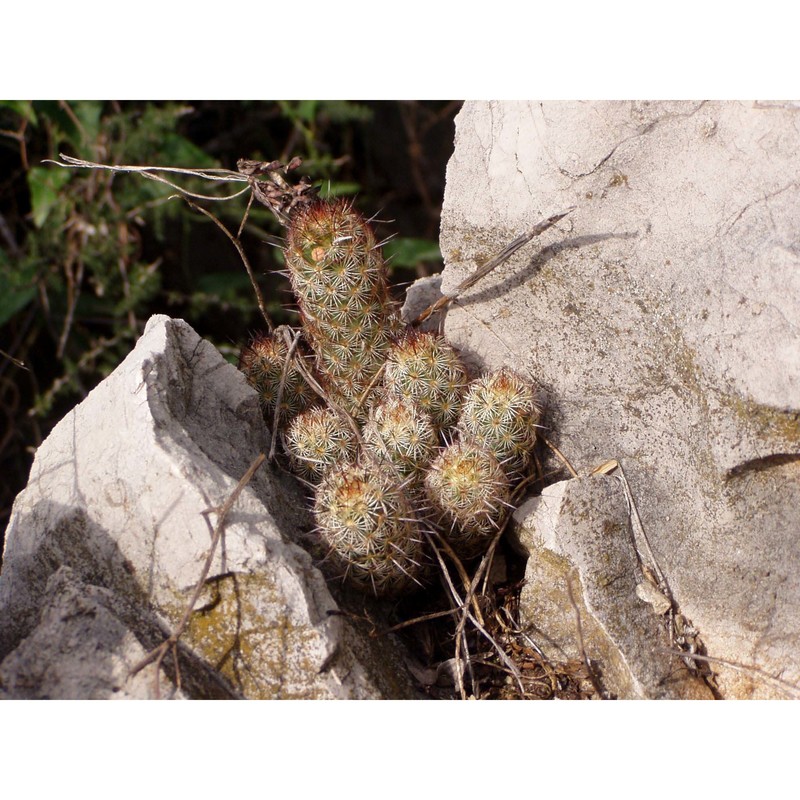 mammillaria elongata dc.