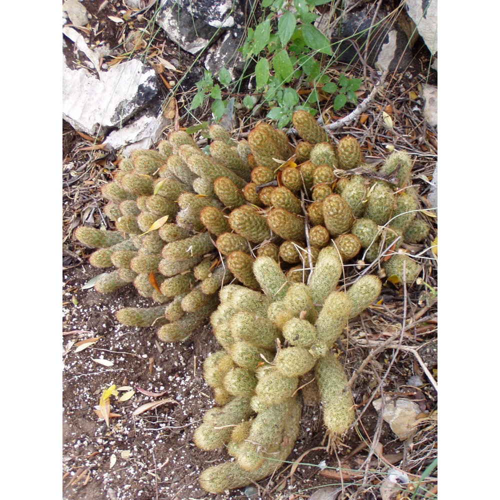 mammillaria elongata dc.