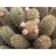 mammillaria elongata dc.