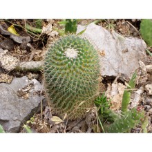 mammillaria polythele mart.