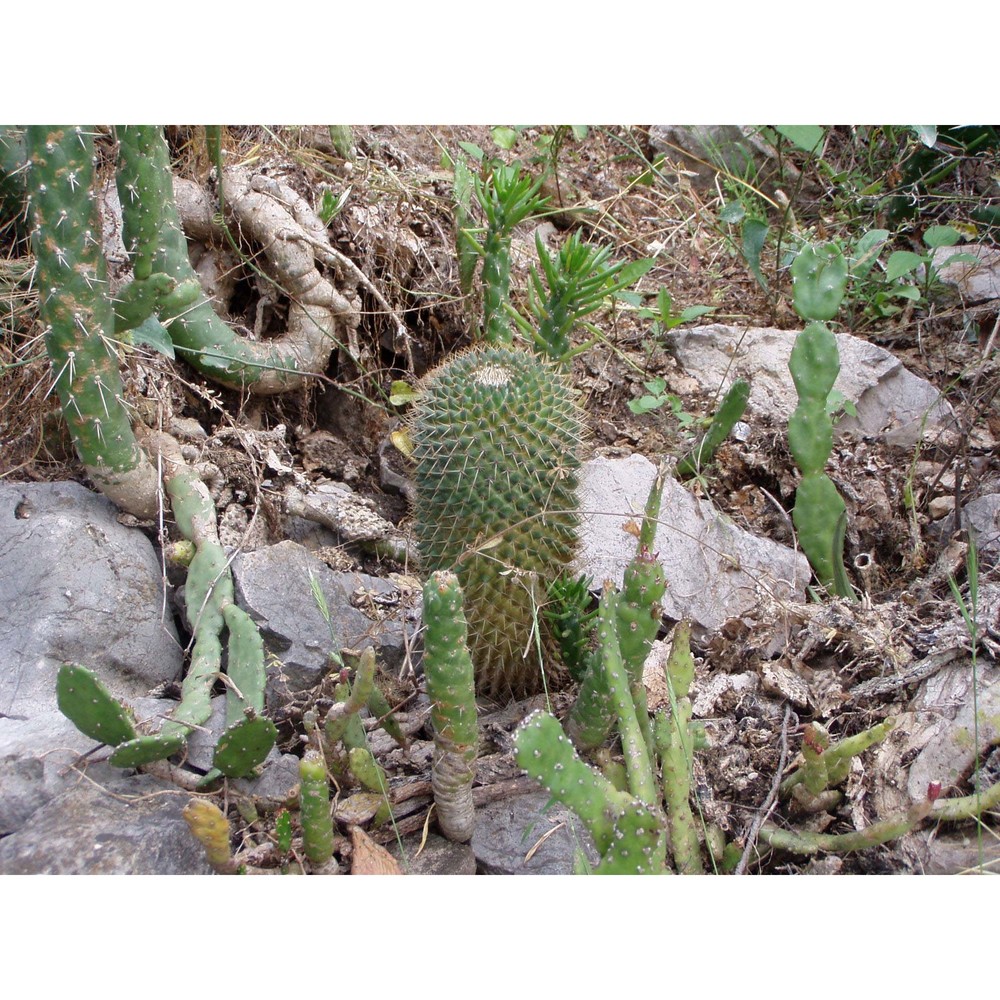 mammillaria polythele mart.