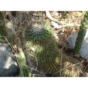 mammillaria polythele mart.