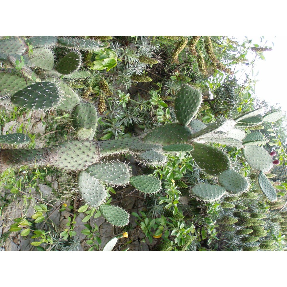 opuntia amyclaea ten.