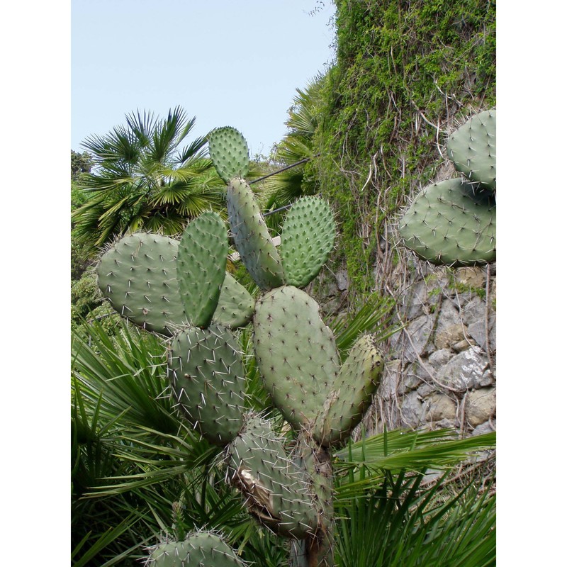 opuntia amyclaea ten.