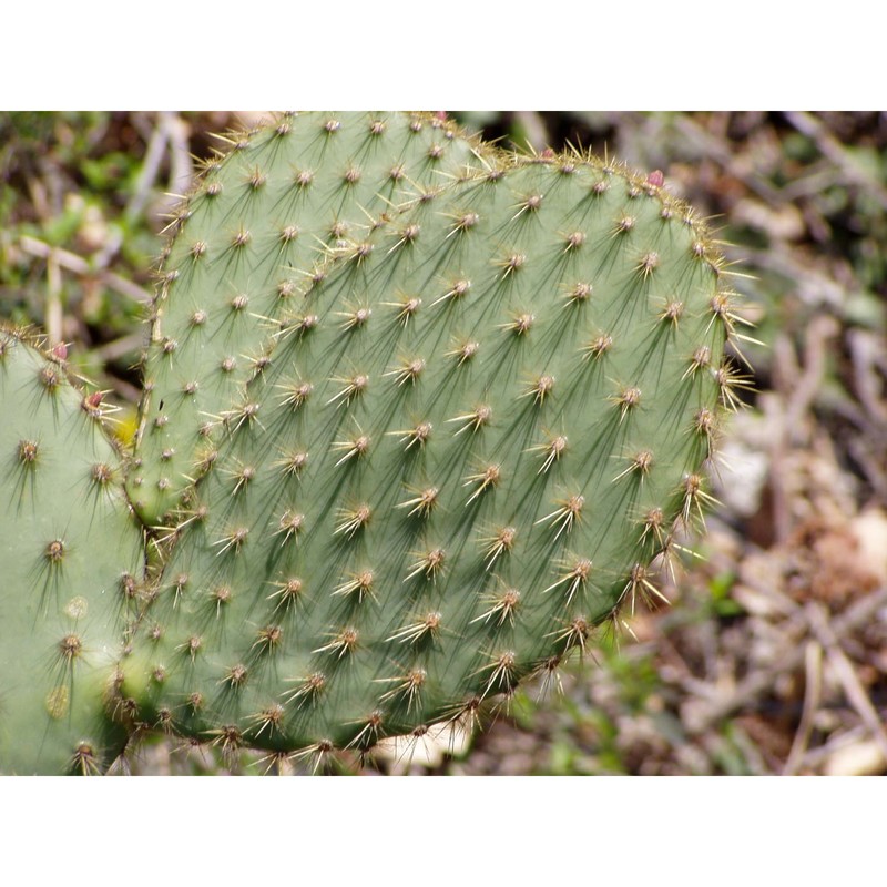 opuntia chlorotica engelm. et j. m. bigelow