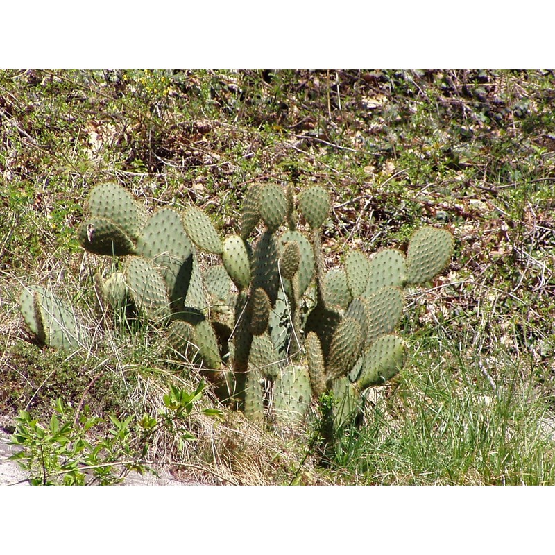 opuntia chlorotica engelm. et j. m. bigelow