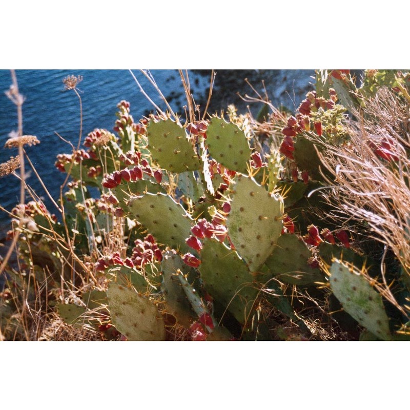 opuntia dillenii haw.