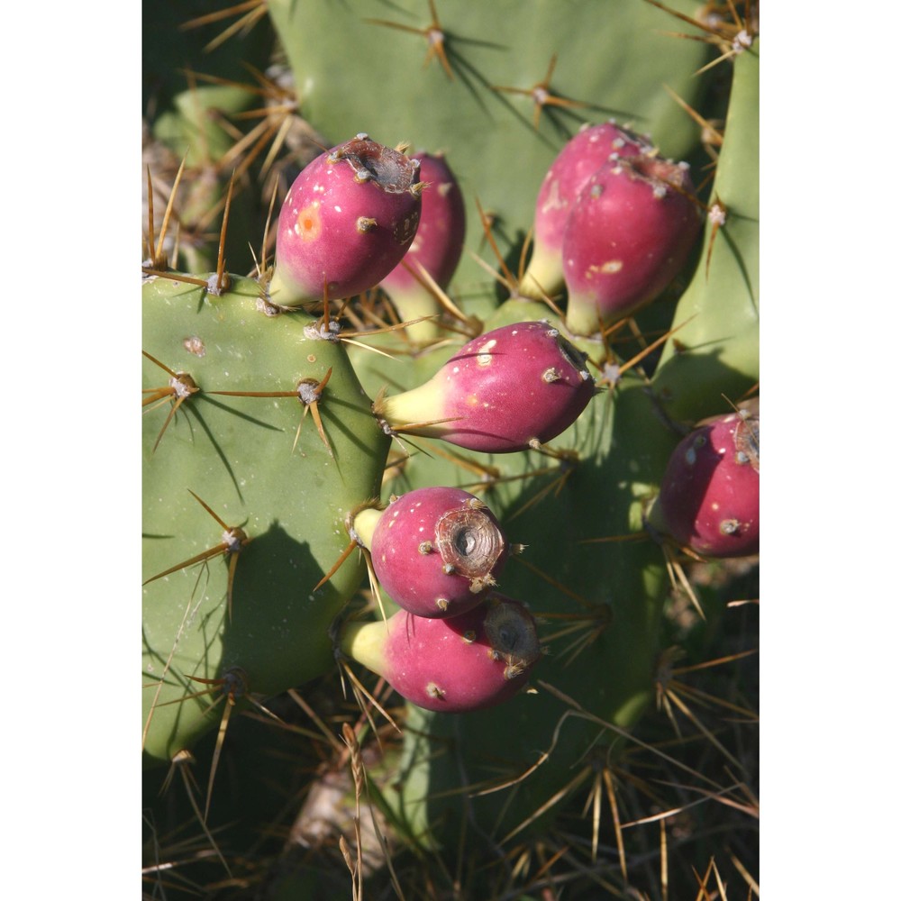 opuntia dillenii haw.