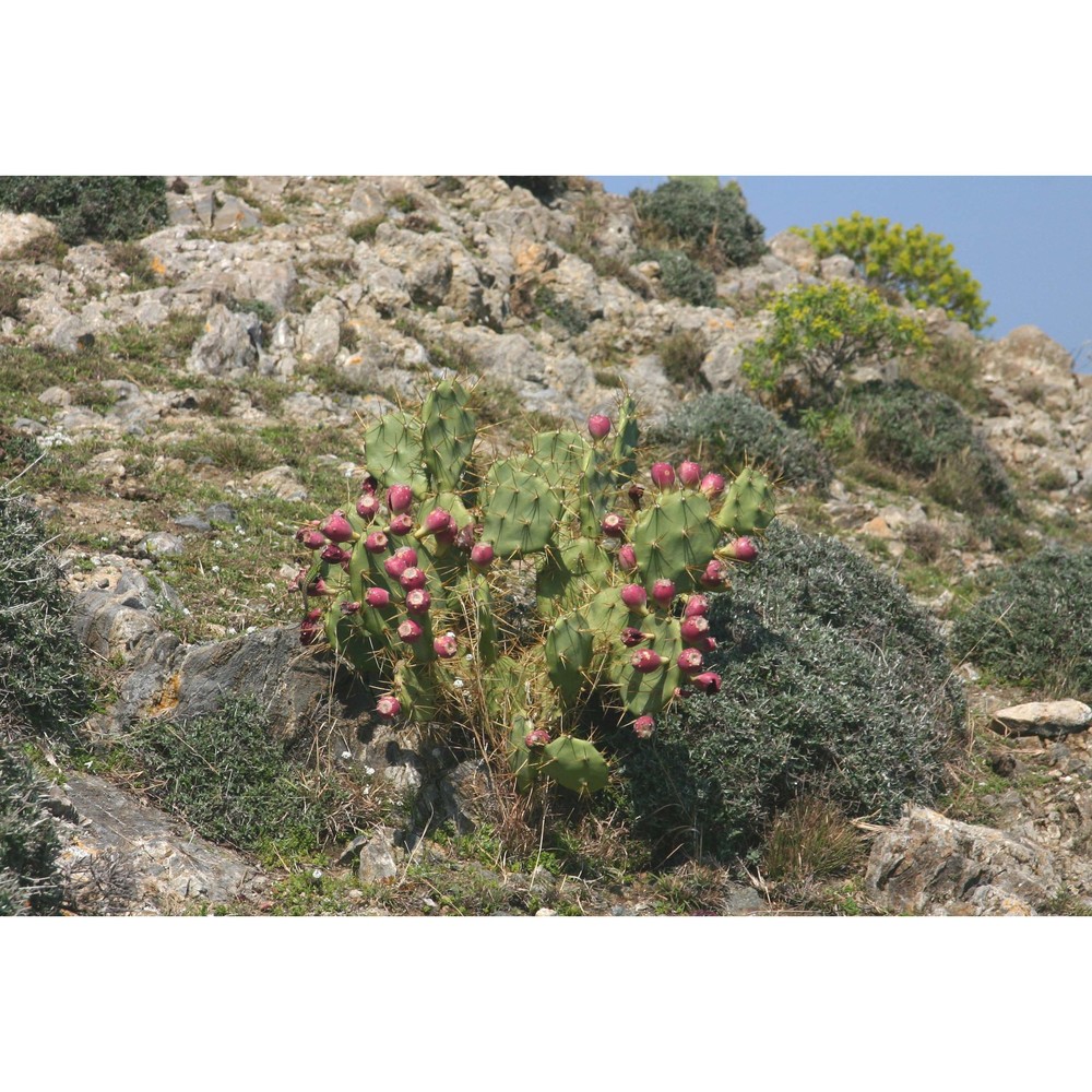 opuntia dillenii haw.