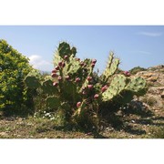 opuntia dillenii haw.