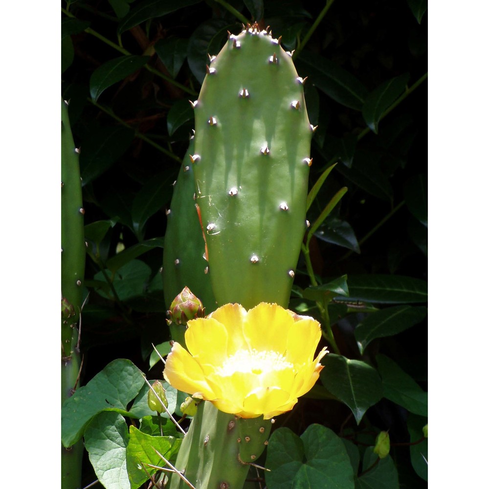 opuntia elata salm-dyck