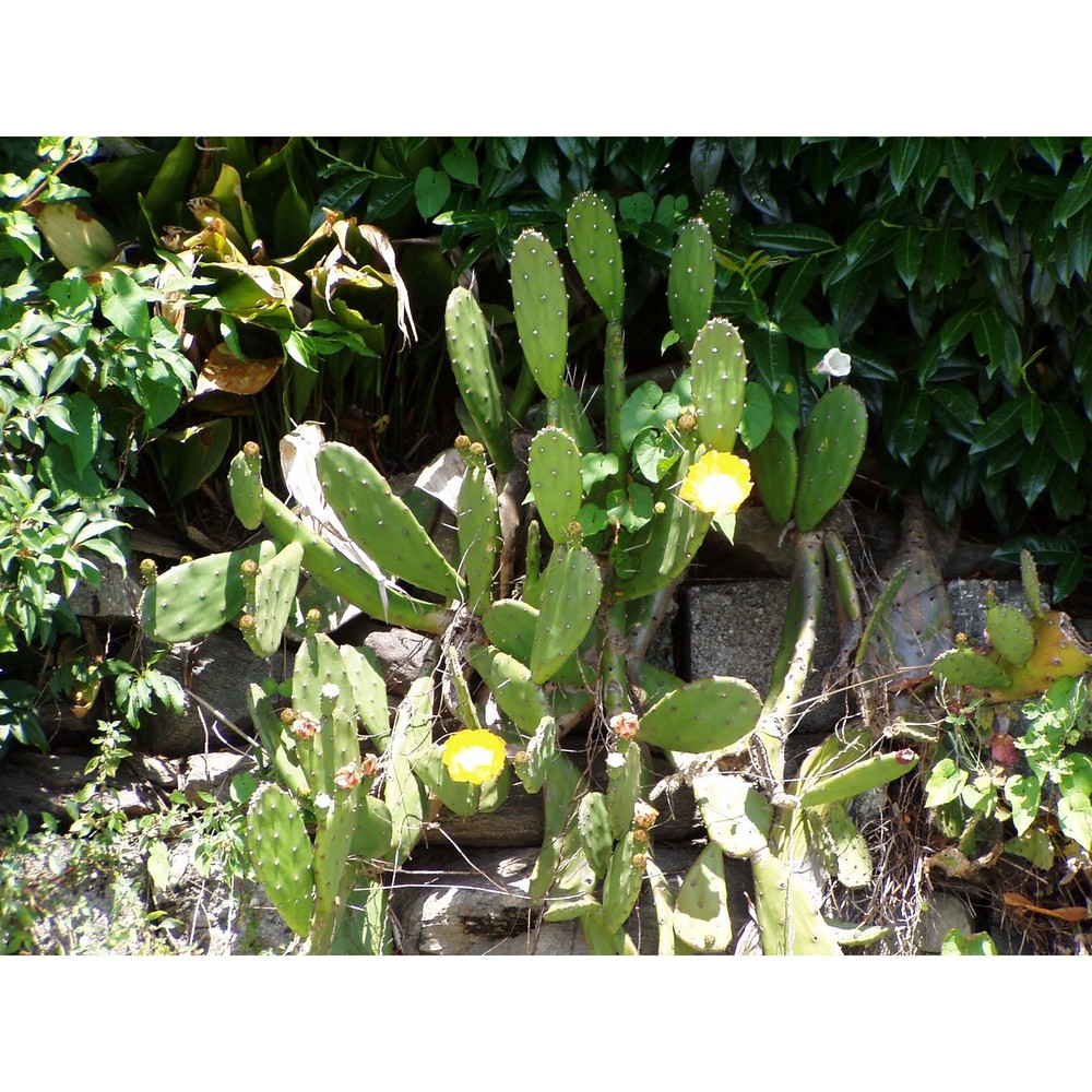 opuntia elata salm-dyck