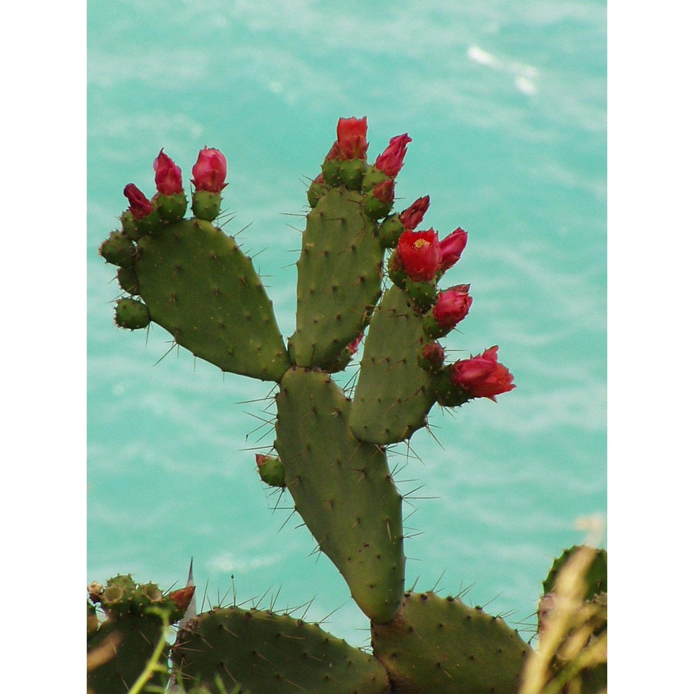 opuntia elatior mill.