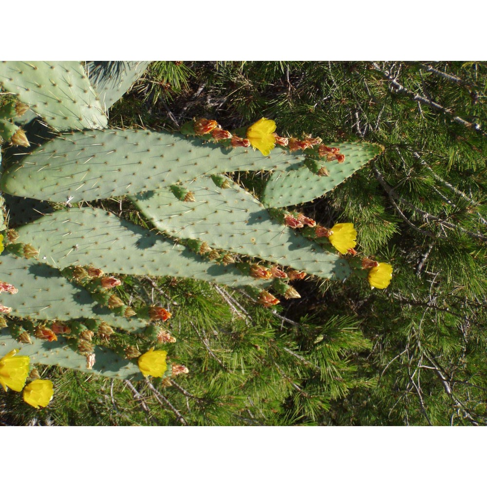 opuntia engelmannii salm-dyck ex engelm.