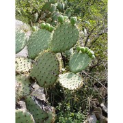 opuntia engelmannii salm-dyck ex engelm.