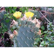 opuntia engelmannii salm-dyck ex engelm.