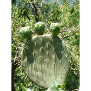 opuntia engelmannii salm-dyck ex engelm.