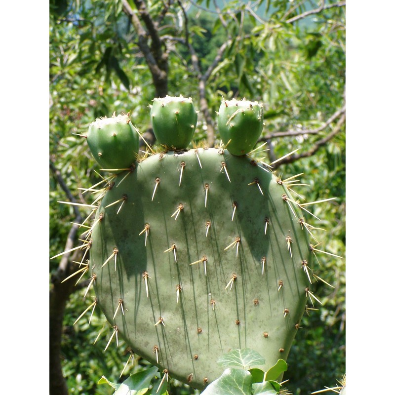 opuntia engelmannii salm-dyck ex engelm.