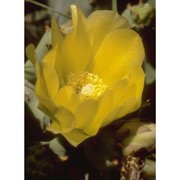 opuntia ficus-indica (l.) mill.