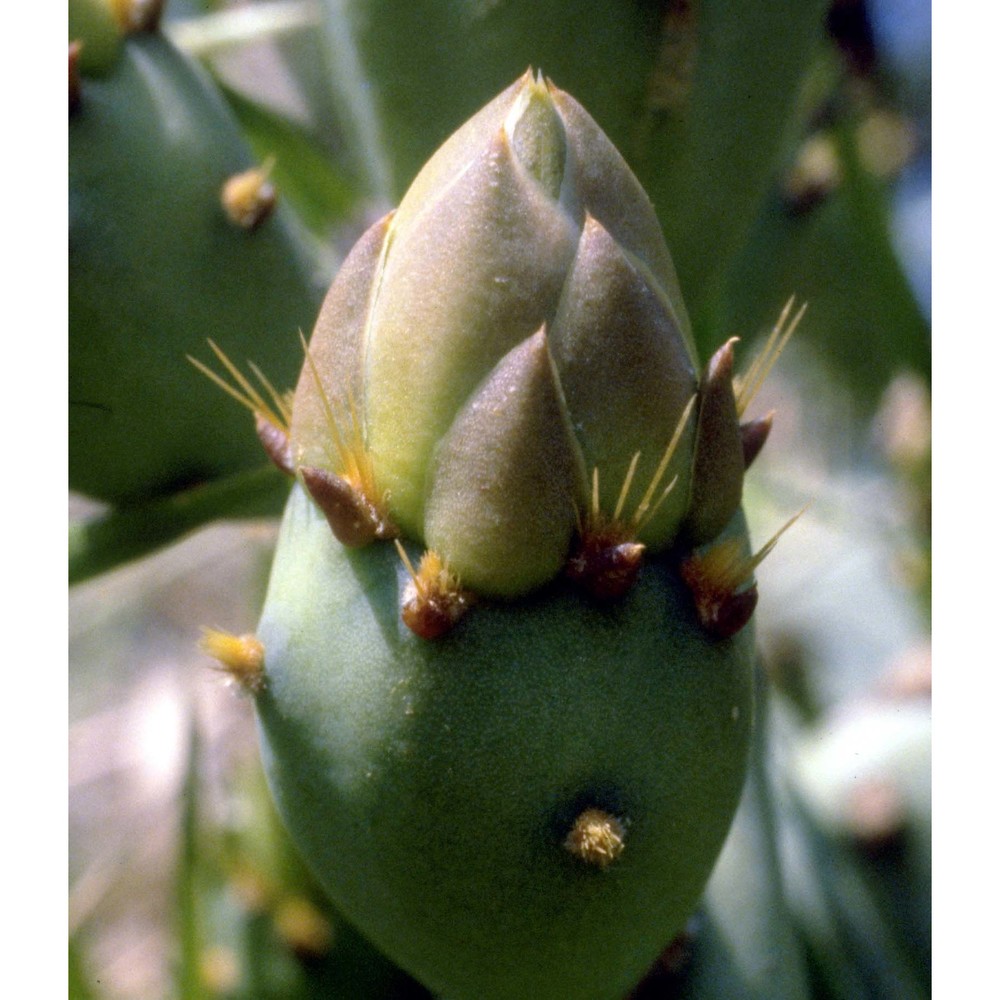 opuntia ficus-indica (l.) mill.