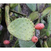 opuntia ficus-indica (l.) mill.