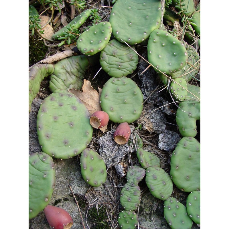 opuntia humifusa (raf.) raf.