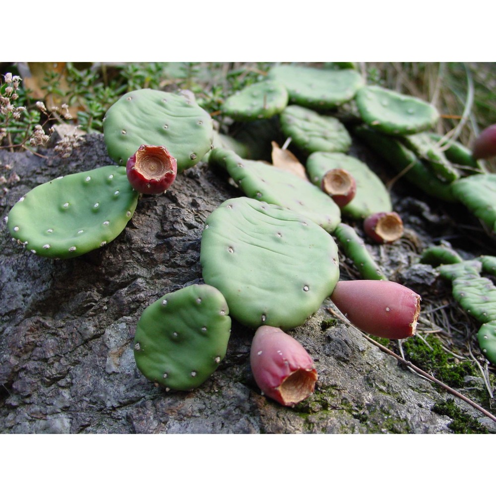 opuntia humifusa (raf.) raf.