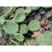 opuntia humifusa (raf.) raf.