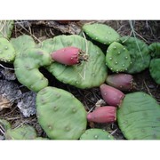 opuntia humifusa (raf.) raf.