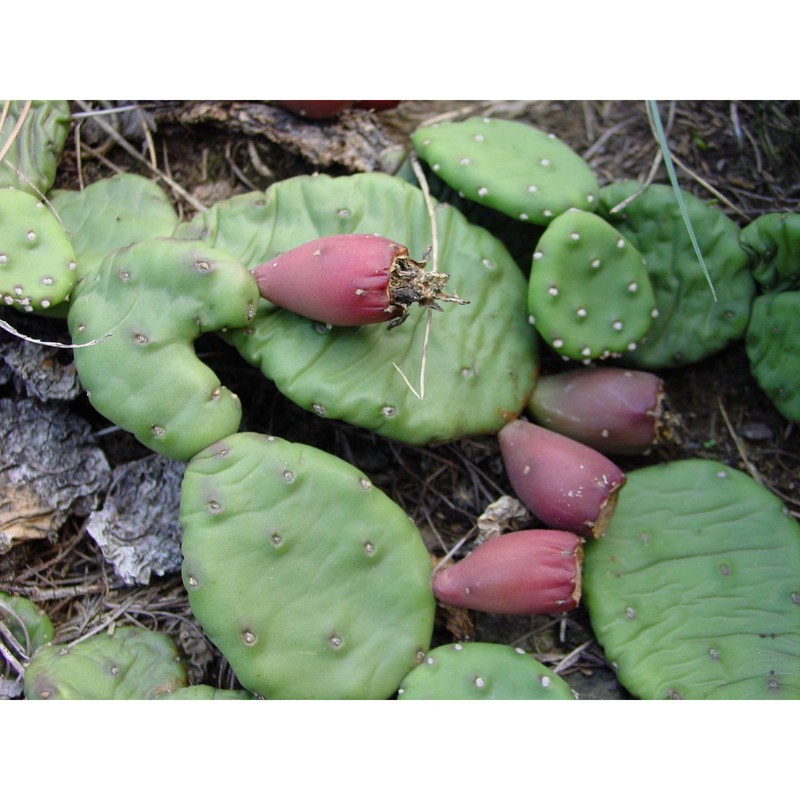 opuntia humifusa (raf.) raf.