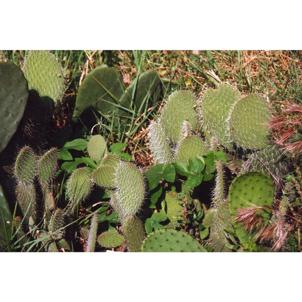 opuntia leucotricha dc.