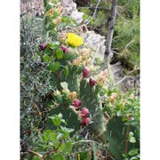 opuntia lindheimeri engelm.