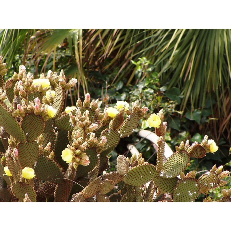 opuntia microdasys (lehm.) pfeiff.