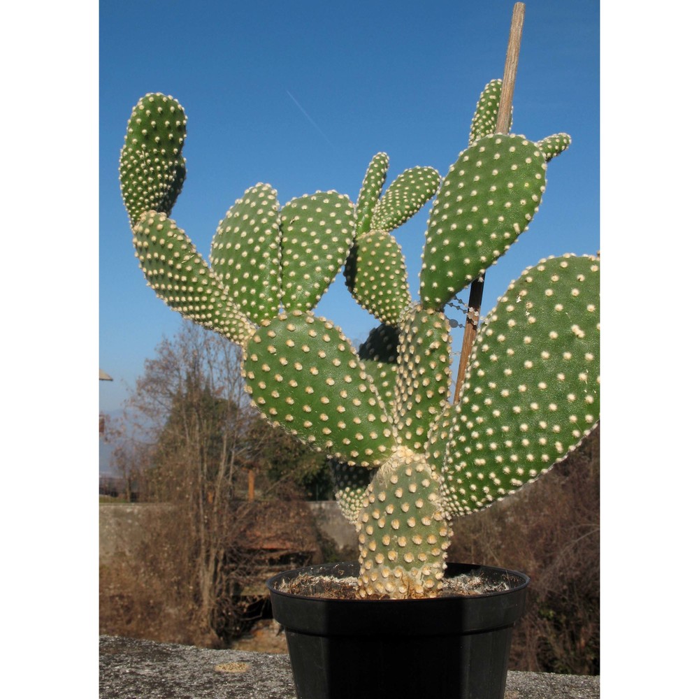 opuntia microdasys (lehm.) pfeiff.